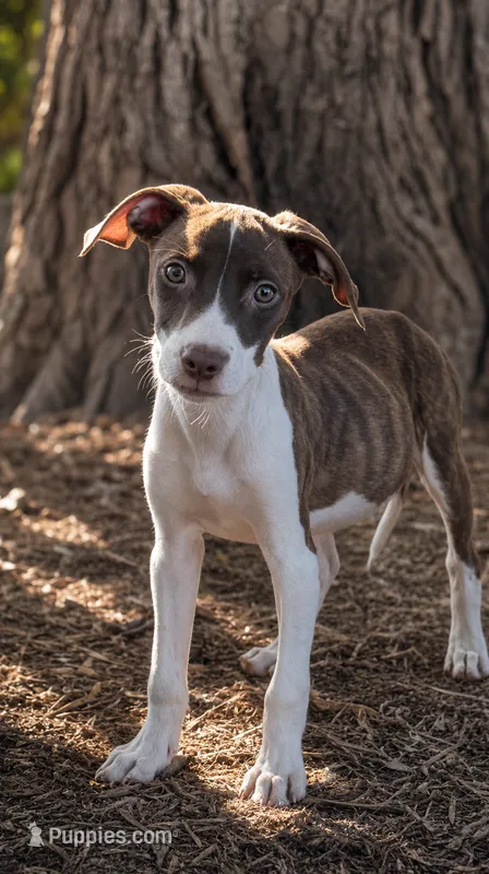 Willa – American Pit Bull Terrier, Labrador Retriever puppy for sale in Converse, IN