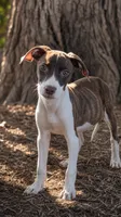 Willa, a female American Pit Bull Terrier and Labrador Retriever for sale in Converse, IN – 1 of 1