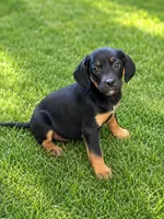 Mickey , a male Cocker Spaniel and Beaglier for sale in Converse, IN – 1 of 1