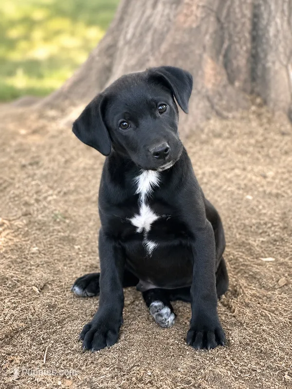 Silas – Beagle, Labrador Retriever puppy for sale in Converse, IN