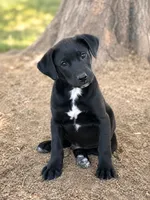 Silas, a male Beagle and Labrador Retriever for sale in Converse, IN – 1 of 1