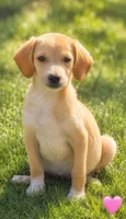 Dixie, a male Beagle and Cocker Spaniel for sale in Converse, IN – 1 of 1