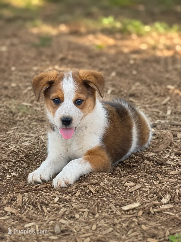Cheyenne  – Australian Cattle Dog puppy for sale in Converse, IN