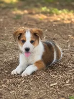 Cheyenne , a female Australian Cattle Dog for sale in Converse, IN – 1 of 1