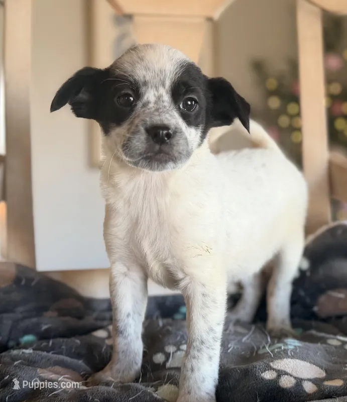 Noodle , a female Boston Terrier and Chihuahua for sale in Converse, IN – Photo 1 of 1