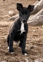 Nora , a male Labrador Retriever and Miniature Australian Shepherd for sale in Converse, IN – 1 of 1
