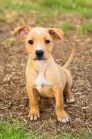 Harold, a male Jack Russell Terrier and Labrador Retriever for sale in Converse, IN – 1 of 1