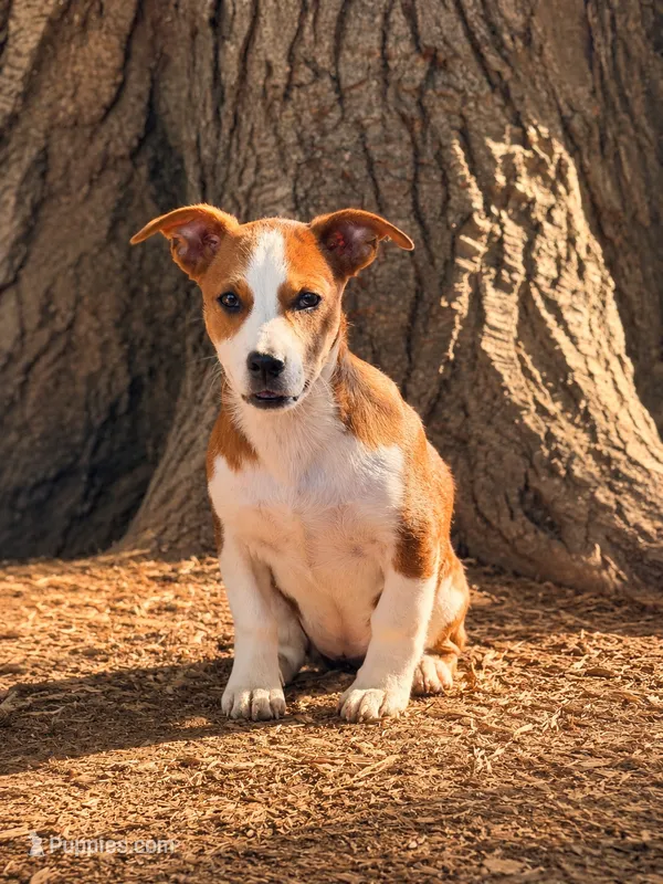 Poppy  – Jack Russell Terrier puppy for sale in Converse, IN