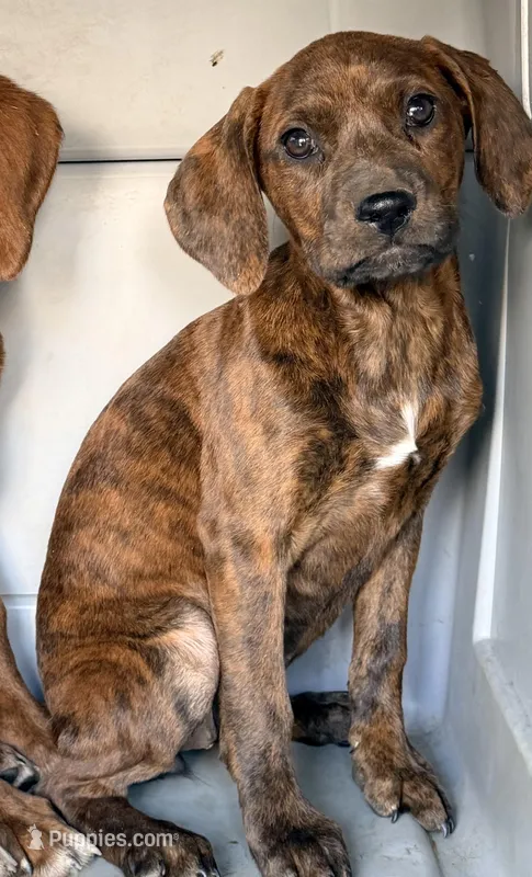 Betsy  – Boxer, Labrador Retriever puppy for sale in Converse, IN