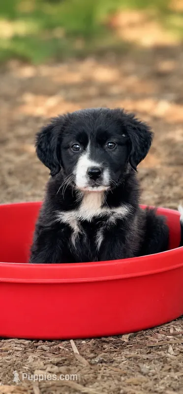 Oreo – Labrador Retriever, Miniature Aussiedoodle puppy for sale in Converse, IN