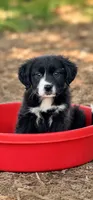 Oreo, a female Labrador Retriever and Miniature Aussiedoodle for sale in Converse, IN – 1 of 1