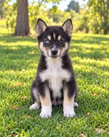 Chevy , a male Australian Cattle Dog and Miniature Australian Shepherd for sale in Converse, IN – 1 of 1