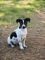 Rebel, a male Rat Terrier and Australian Cattle Dog for sale in Converse, IN – 1 of 1