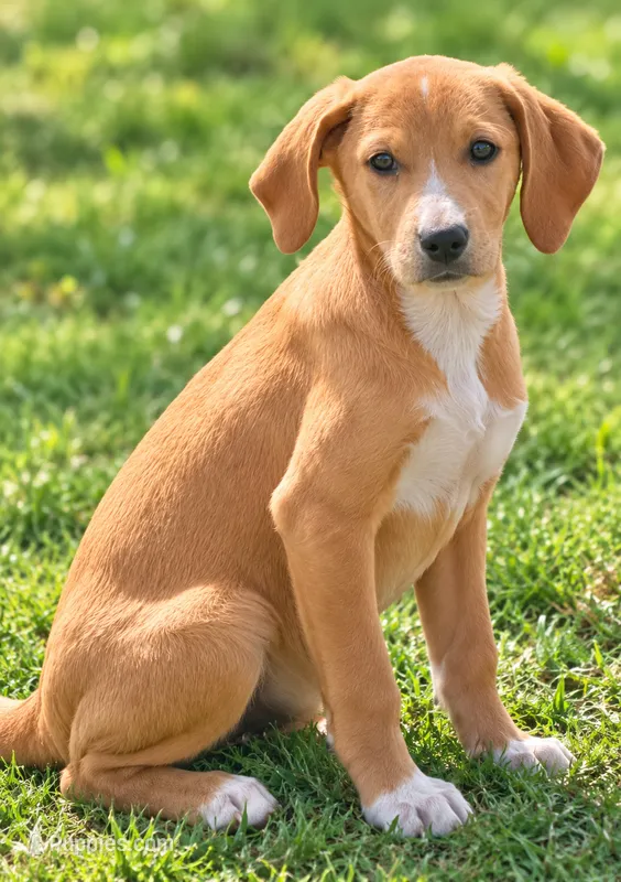 Dale – Cocker Spaniel, Labrador Retriever puppy for sale in Converse, IN