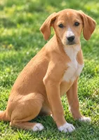 Dale, a female Cocker Spaniel and Labrador Retriever for sale in Converse, IN – 1 of 1