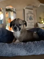 Chloe, a female Cardigan Welsh Corgi and Chihuahua for sale in Converse, IN – Photo 2 of 3