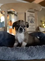 Chloe, a female Cardigan Welsh Corgi and Chihuahua for sale in Converse, IN – Photo 1 of 3