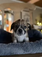 Chloe, a female Cardigan Welsh Corgi and Chihuahua for sale in Converse, IN – Photo 3 of 3