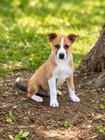 Chet, a female Shetland Sheepdog and Jack Russell Terrier for sale in Converse, IN – 1 of 1
