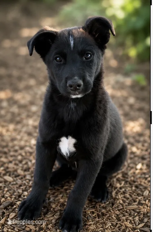 Ranger  – Australian Shepherd, Labrador Retriever puppy for sale in Converse, IN