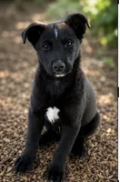 Ranger , a male Australian Shepherd and Labrador Retriever for sale in Converse, IN – 1 of 1