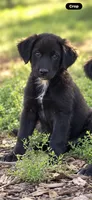 Vaghar , a male Newfoundland and Golden Retriever for sale in Converse, IN – 1 of 1