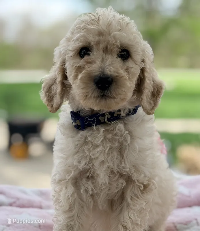 Sadie – Poodle - Standard  puppy for sale in Converse, IN