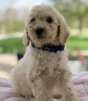 Sadie, a female Poodle - Standard  for sale in Converse, IN – Photo 2 of 2