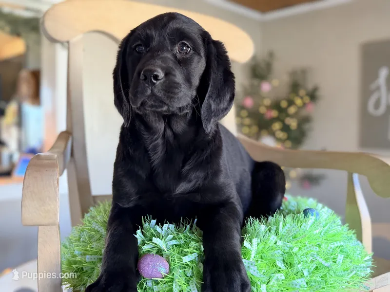Raven , a female Bloodhound and Poodle - Standard  for sale in Converse, IN – Photo 1 of 1