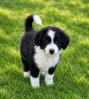 Tito, a male Pomeranian and Miniature Australian Shepherd for sale in Converse, IN – 1 of 1