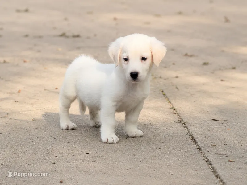 Jasper – Basset Hound, English Cream Golden Retriever puppy for sale in Converse, IN