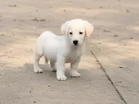 Jasper, a male Basset Hound and English Cream Golden Retriever for sale in Converse, IN – 1 of 2
