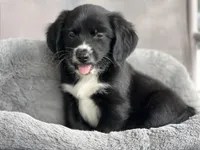 Cooper, a male Cavapoo for sale in Converse, IN – Photo 2 of 2