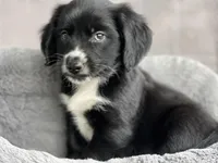 Cooper, a male Cavapoo for sale in Converse, IN – Photo 1 of 2