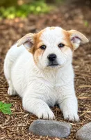 Colter, a female Australian Cattle Dog for sale in Converse, IN – 1 of 1
