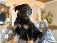 Ranger, a female German Shepherd Dog and Miniature Aussiedoodle for sale in Converse, IN – Photo 1 of 2