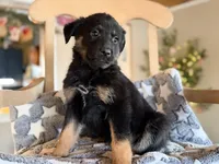 Ranger, a female German Shepherd Dog and Miniature Aussiedoodle for sale in Converse, IN – Photo 2 of 2
