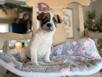June , a female Jack Russell Terrier and Cocker Spaniel for sale in Converse, IN – Photo 2 of 2