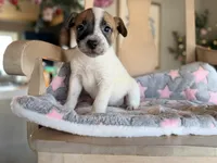 June , a female Jack Russell Terrier and Cocker Spaniel for sale in Converse, IN – Photo 1 of 2