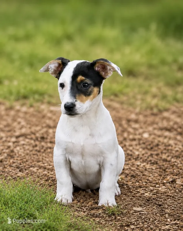Susie – Chihuahua, Miniature Dachshund puppy for sale in Converse, IN