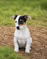 Susie, a female Chihuahua and Miniature Dachshund for sale in Converse, IN – 1 of 1