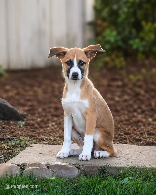 Shelby  – Shetland Sheepdog, Jack Russell Terrier puppy for sale in Converse, IN