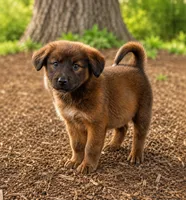Brownie , a female Labrador Retriever and Miniature Aussiedoodle for sale in Converse, IN – 1 of 1