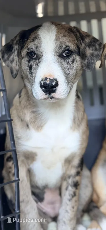 Lexi  – Great Dane, Labrador Retriever puppy for sale in Converse, IN