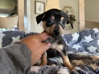 Miko, a male Chihuahua for sale in Converse, IN – Photo 1 of 2