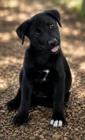 Chase, a male Australian Shepherd and Labrador Retriever for sale in Converse, IN – 1 of 1