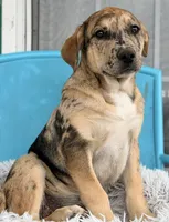 Luke , a female Great Dane and Labrador Retriever for sale in Converse, IN – Photo 1 of 2