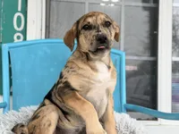 Luke , a female Great Dane and Labrador Retriever for sale in Converse, IN – Photo 2 of 2