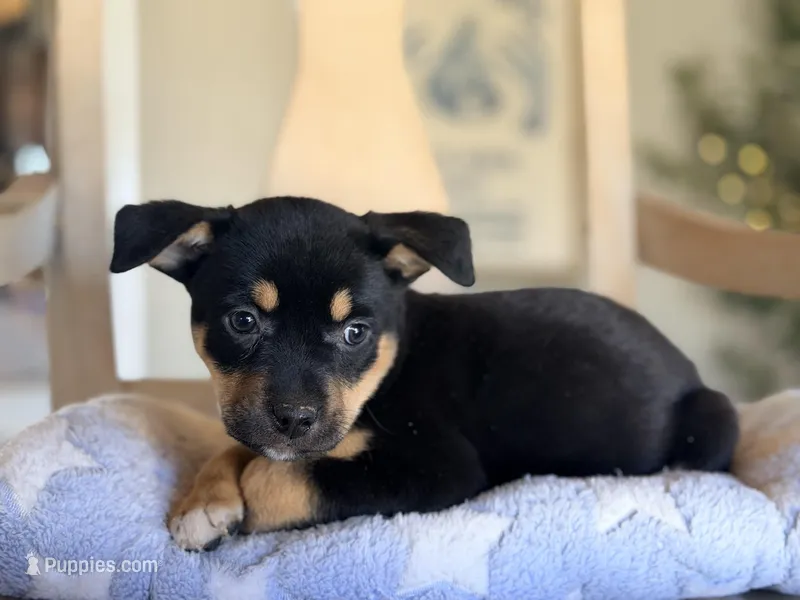 Titi – Puggle, Chihuahua puppy for sale in Converse, IN