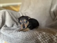 Katie, a female Chihuahua for sale in Converse, IN – Photo 1 of 2